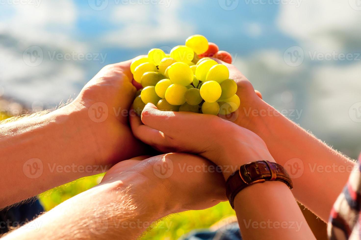 raisins blancs à la main, soleil photo