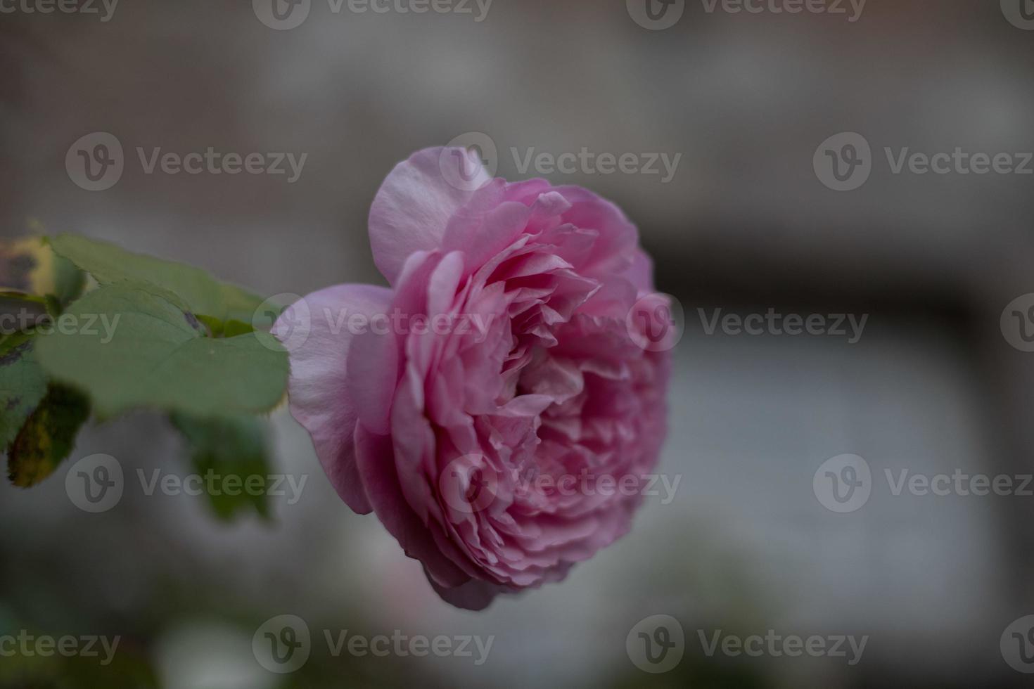 une fleur rose photo