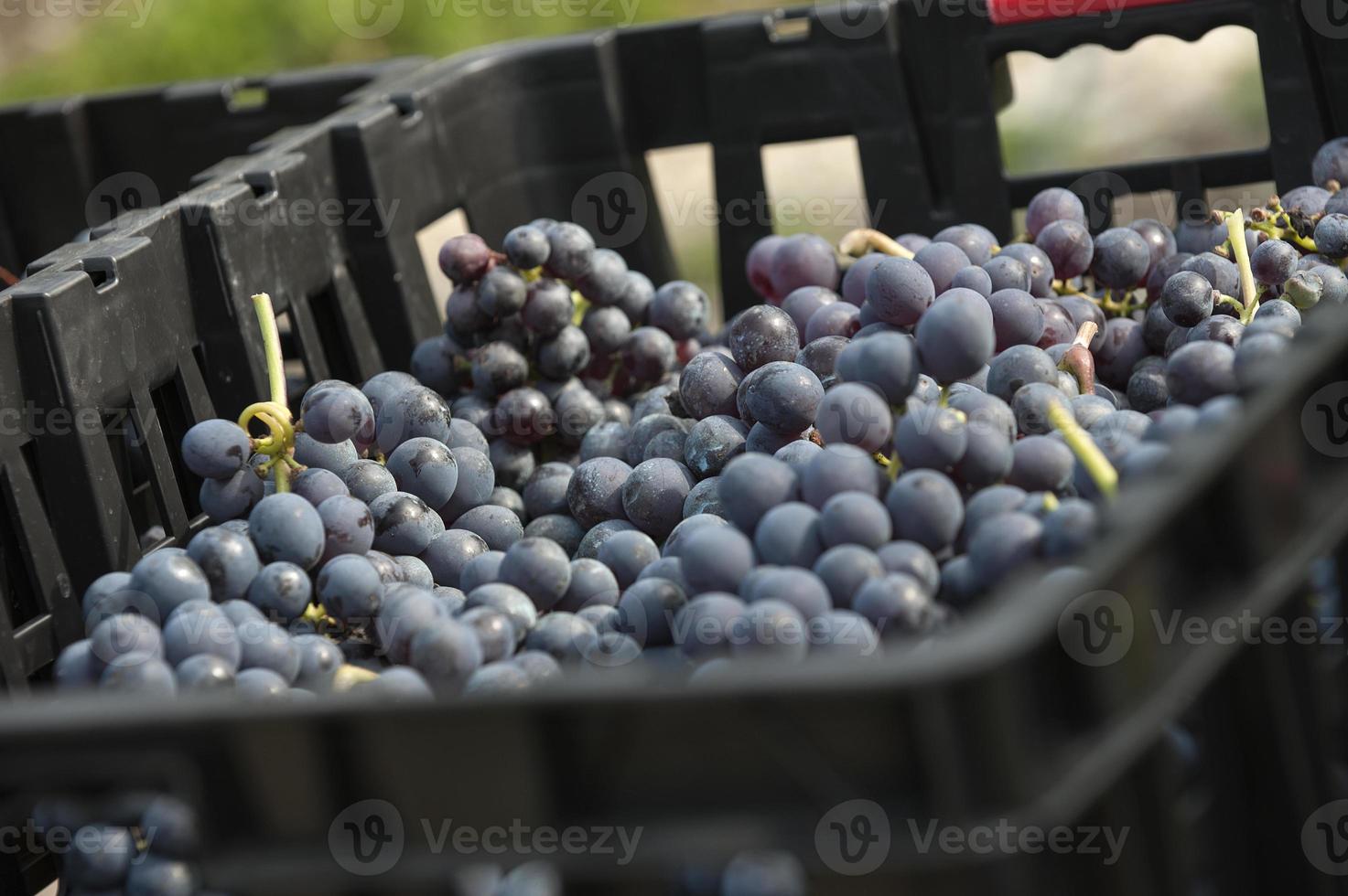raisins grenache pour faire du vin photo