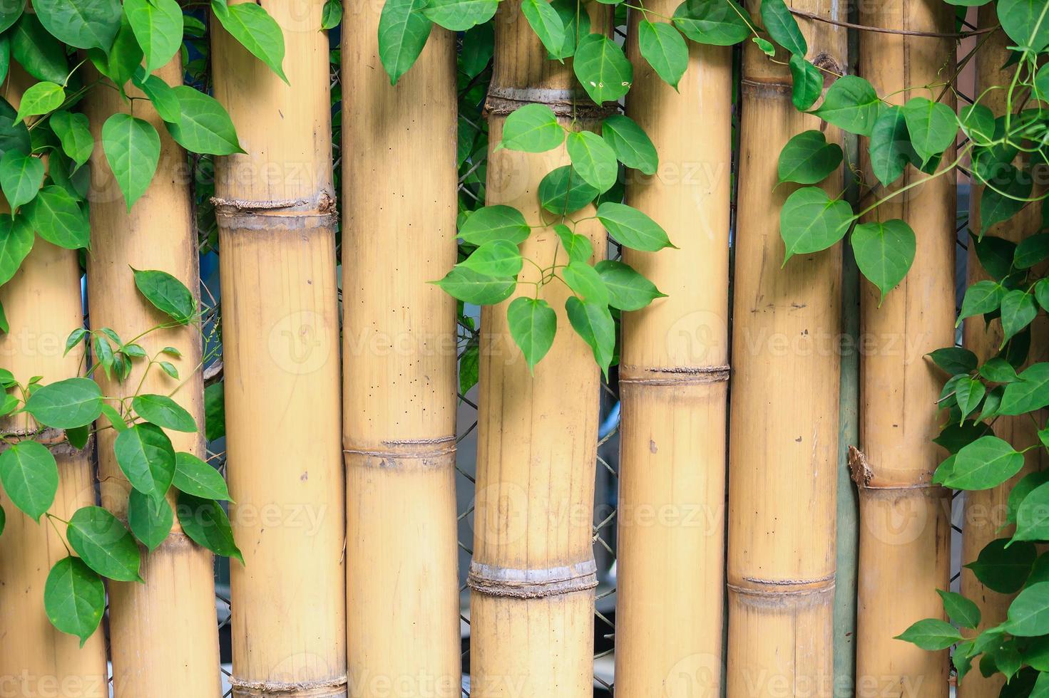bambou et lierre photo