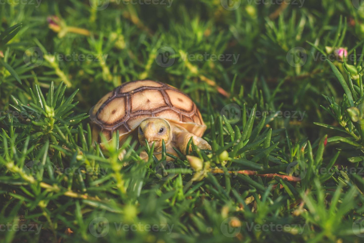 tortue sulcata marchant et mangeant de l'herbe. photo