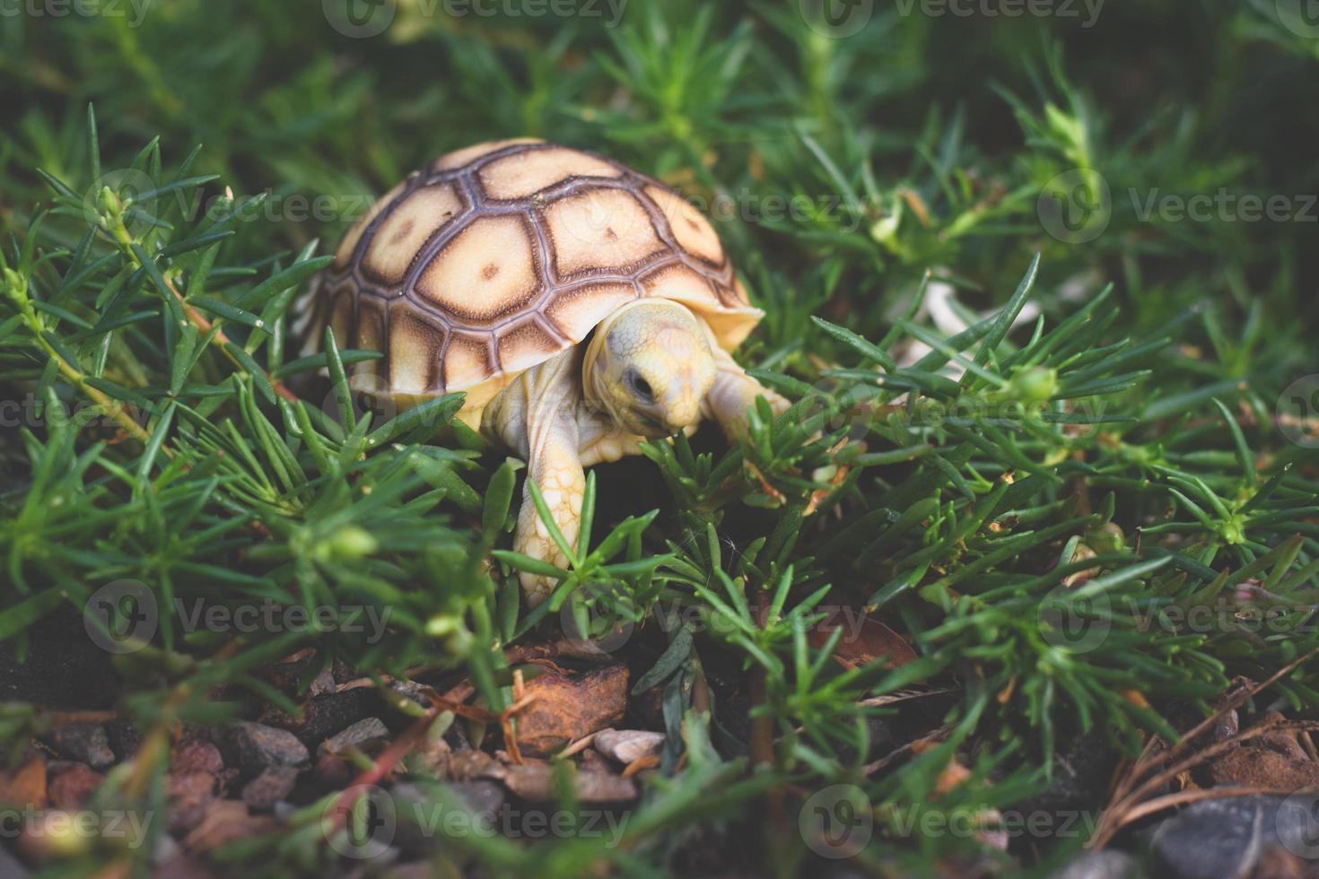 tortue sulcata marchant et mangeant de l'herbe. photo