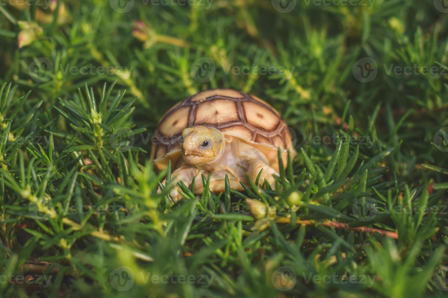 tortue sulcata marchant et mangeant de l'herbe. photo