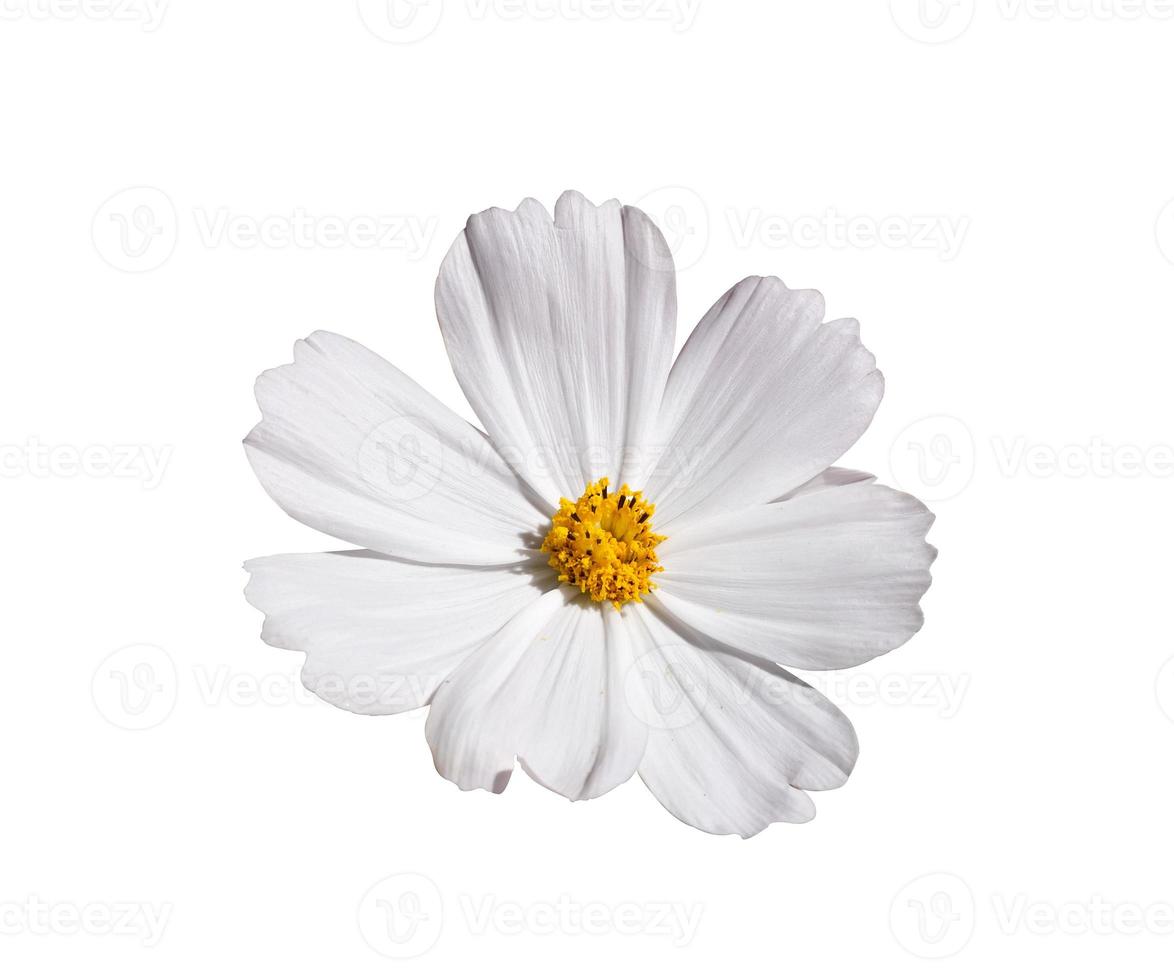 beauté fraîche vue de dessus fleur de cosmos violet blanc en fleurs et pollen d'orange. isolé sur fond blanc avec un tracé de détourage. photo