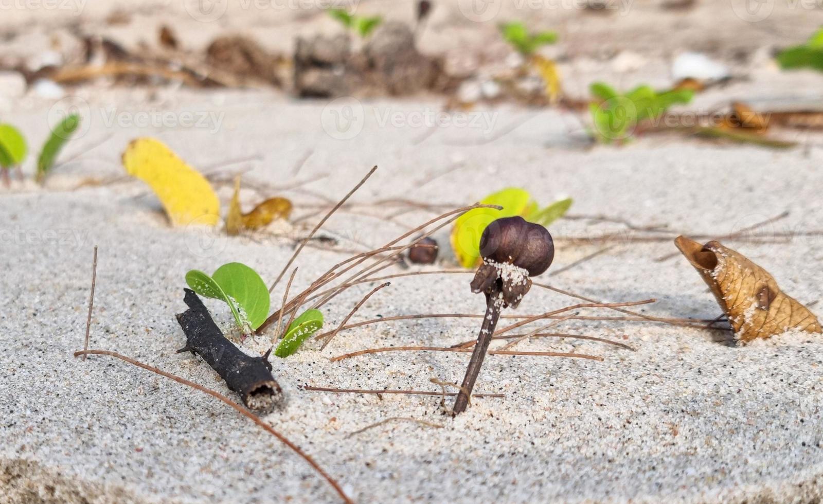 goutte de bulbe de graine brune sur le sable pour commencer la vie de l'arbre de la plante. faune naturelle poussant sur le sol. photo