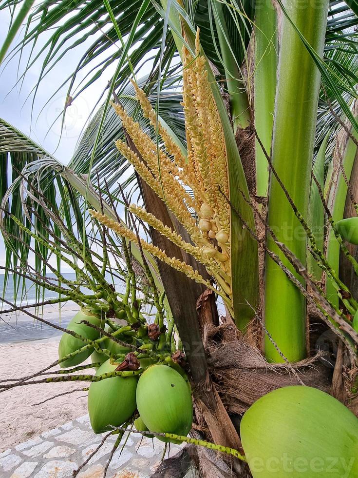 groupe de fruits biologiques de noix de coco suspendus à une branche d'arbre. jus d'eau boisson saine. photo