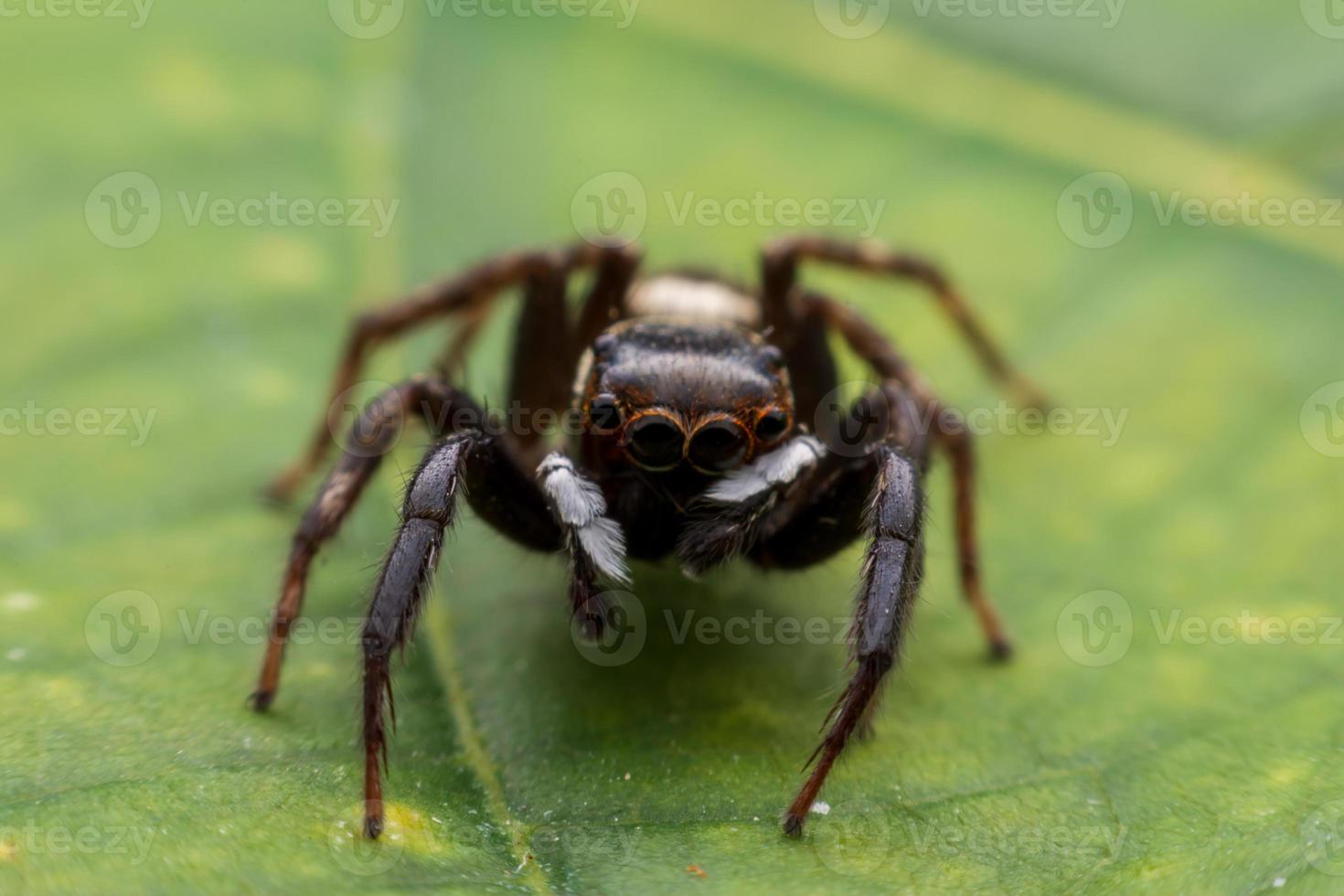 gros plan des araignées sauteuses sur le mur photo