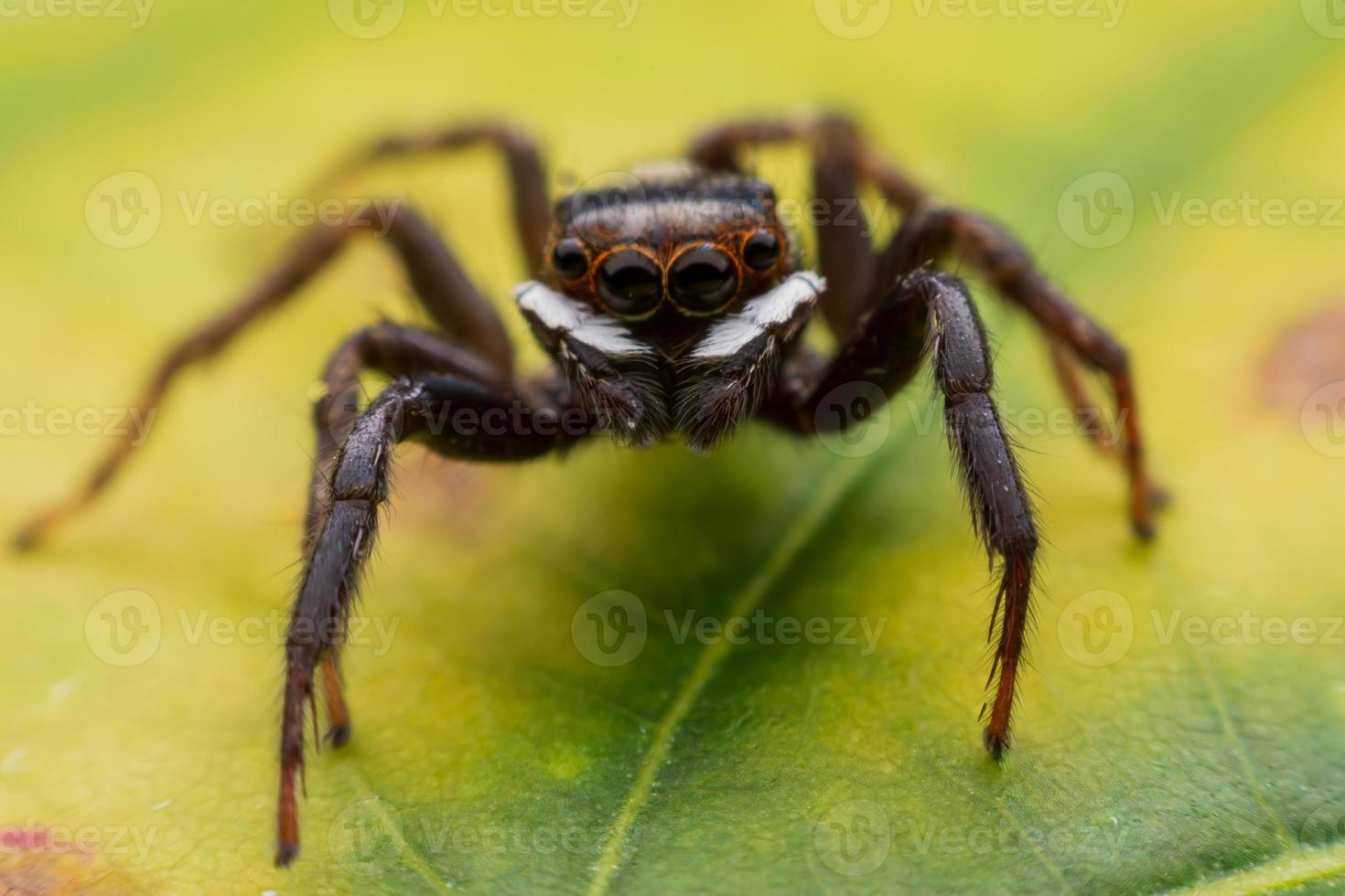 gros plan des araignées sauteuses sur le mur photo