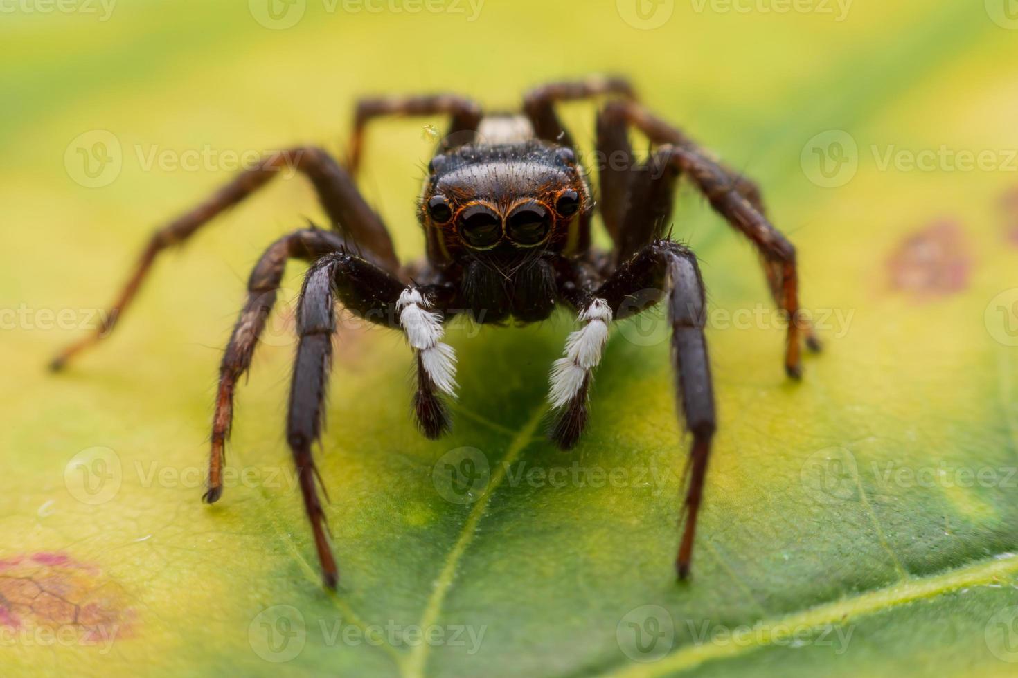 gros plan des araignées sauteuses sur le mur photo