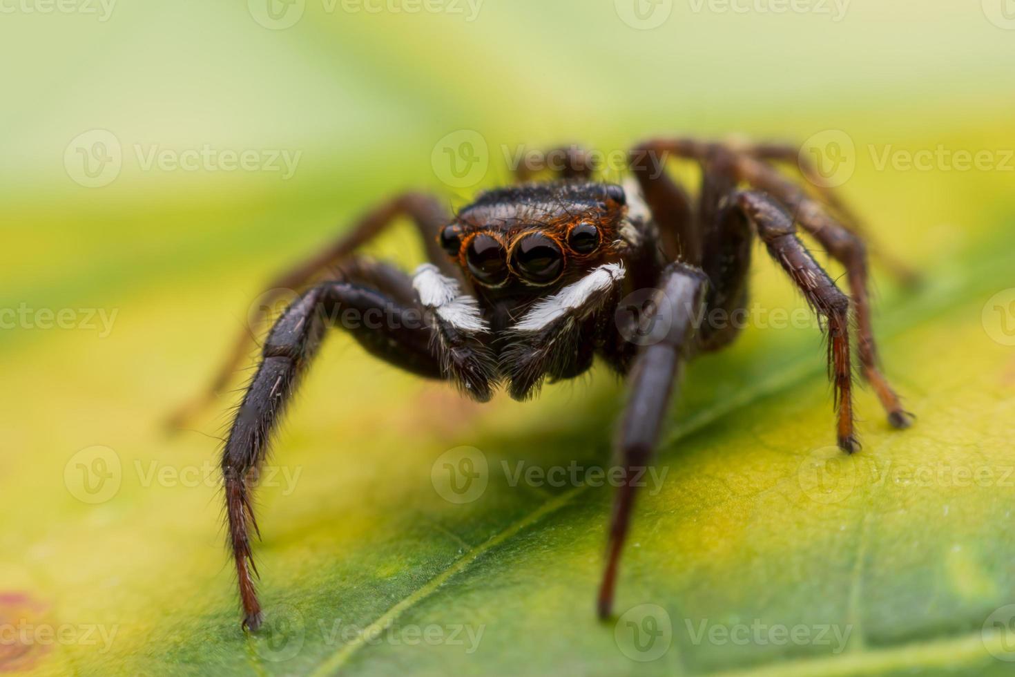 gros plan des araignées sauteuses sur le mur photo