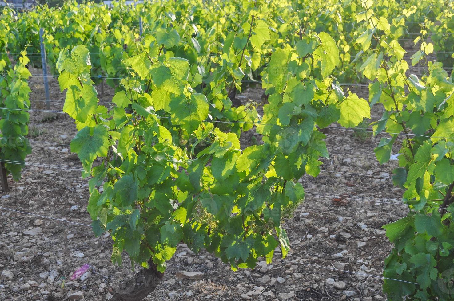 vignoble plantation de vignes à raisins pour la vinification photo