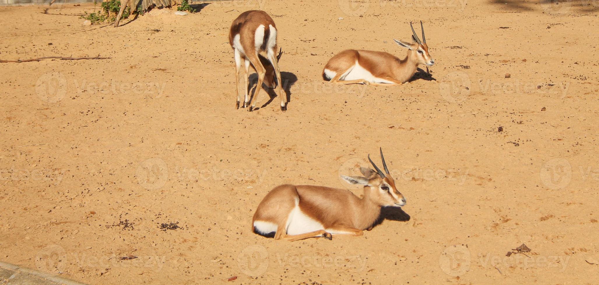 gazelle antilope gazelle mammifère animal photo