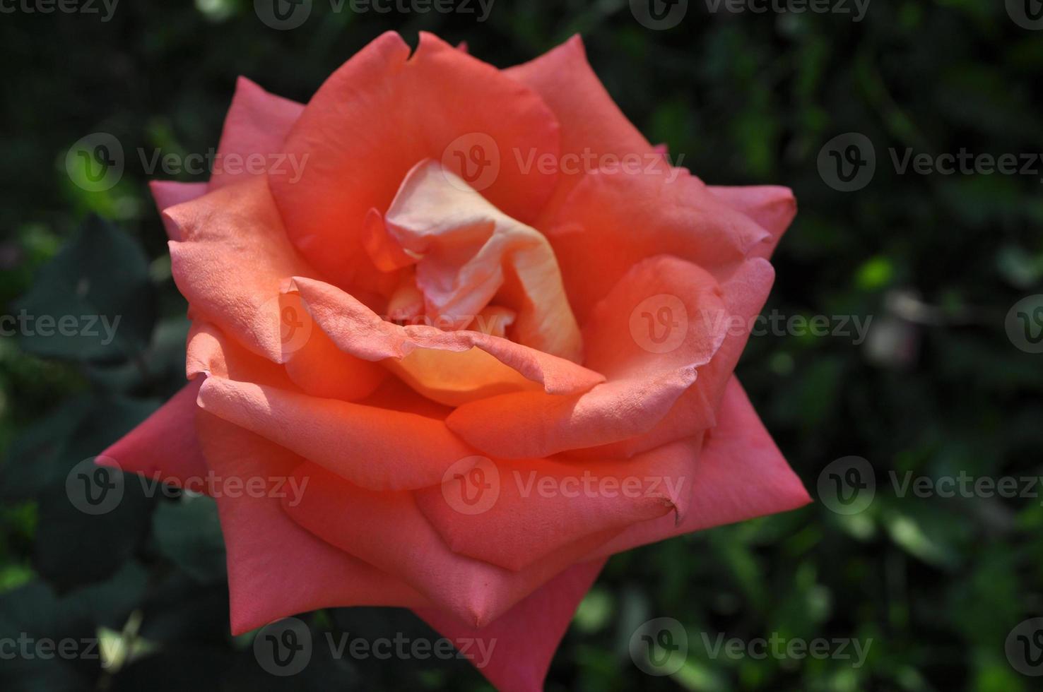 une rose - arbuste à fleurs vivaces du genre rosa rosaceae photo