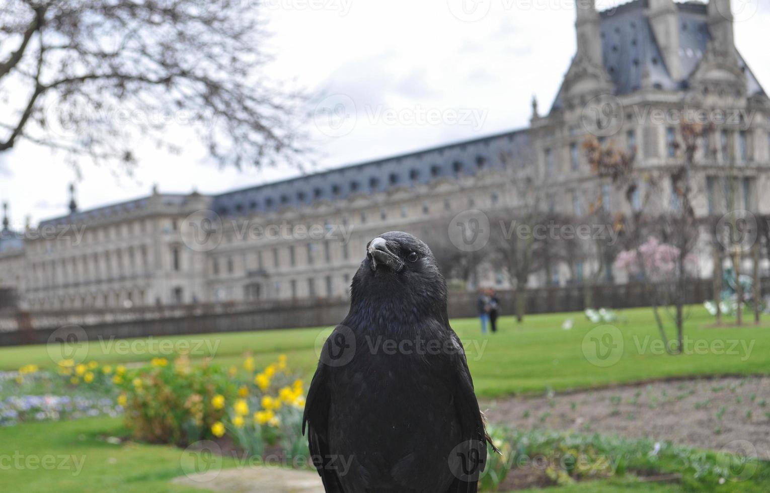 corbeau animal de la classe aves oiseaux photo