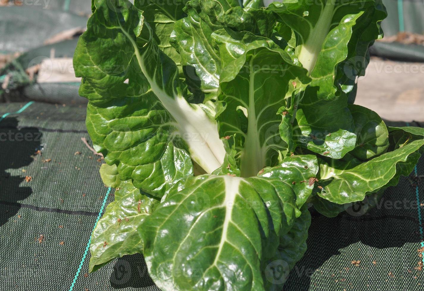 betterave argentée légumes nourriture photo