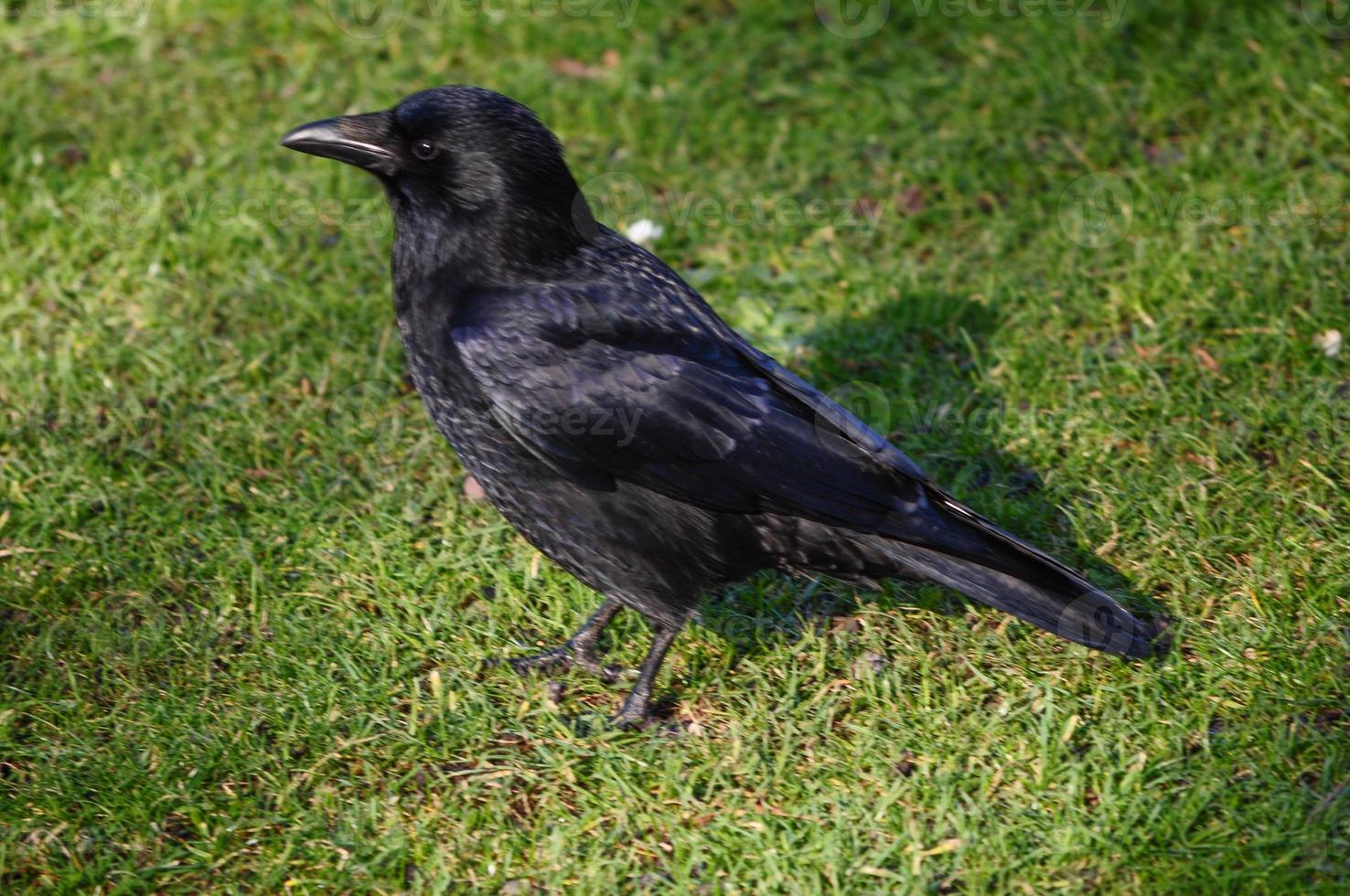 animal oiseau corbeau photo