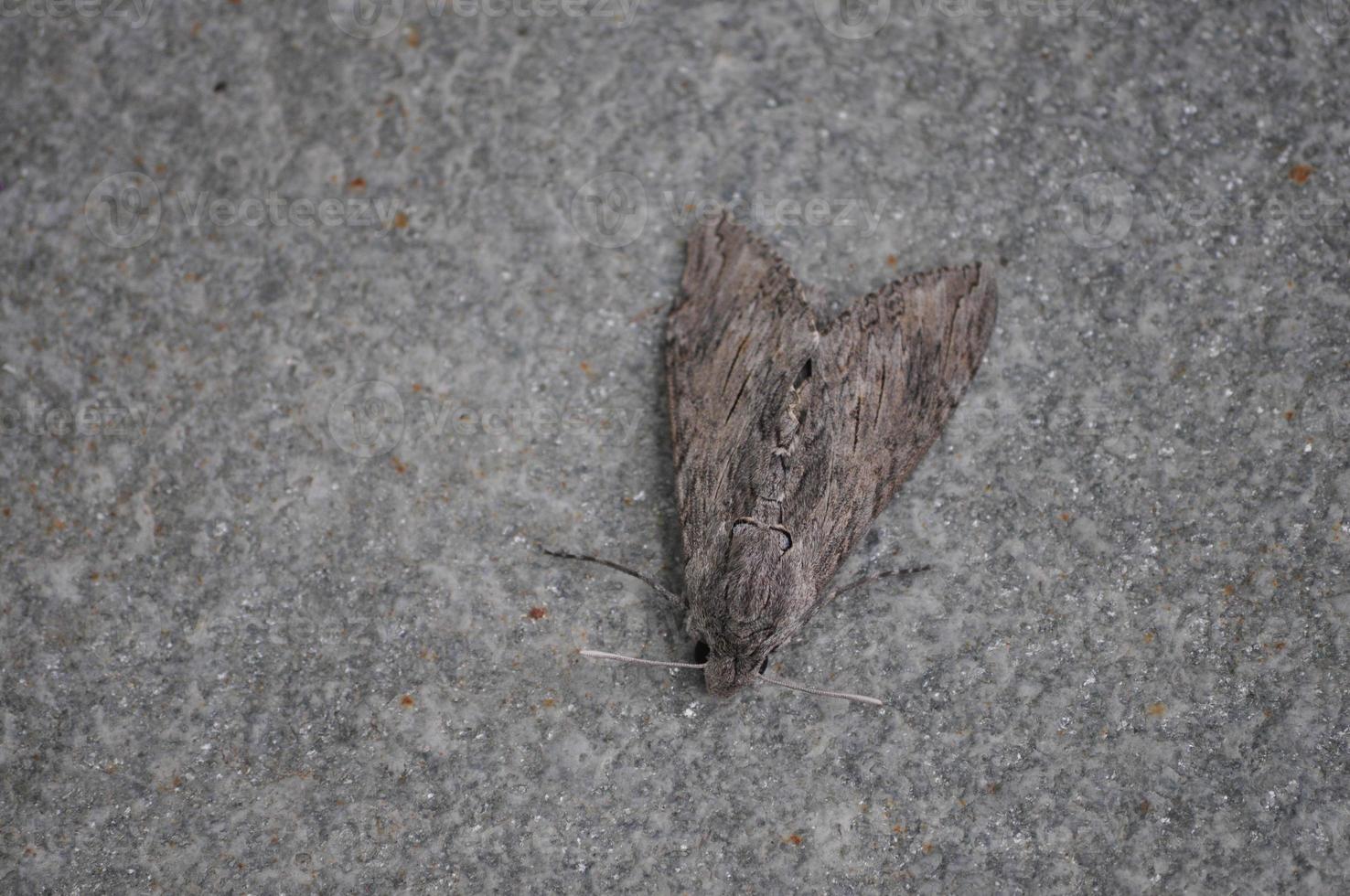 papillon de nuit animal de la classe insecta insectes photo