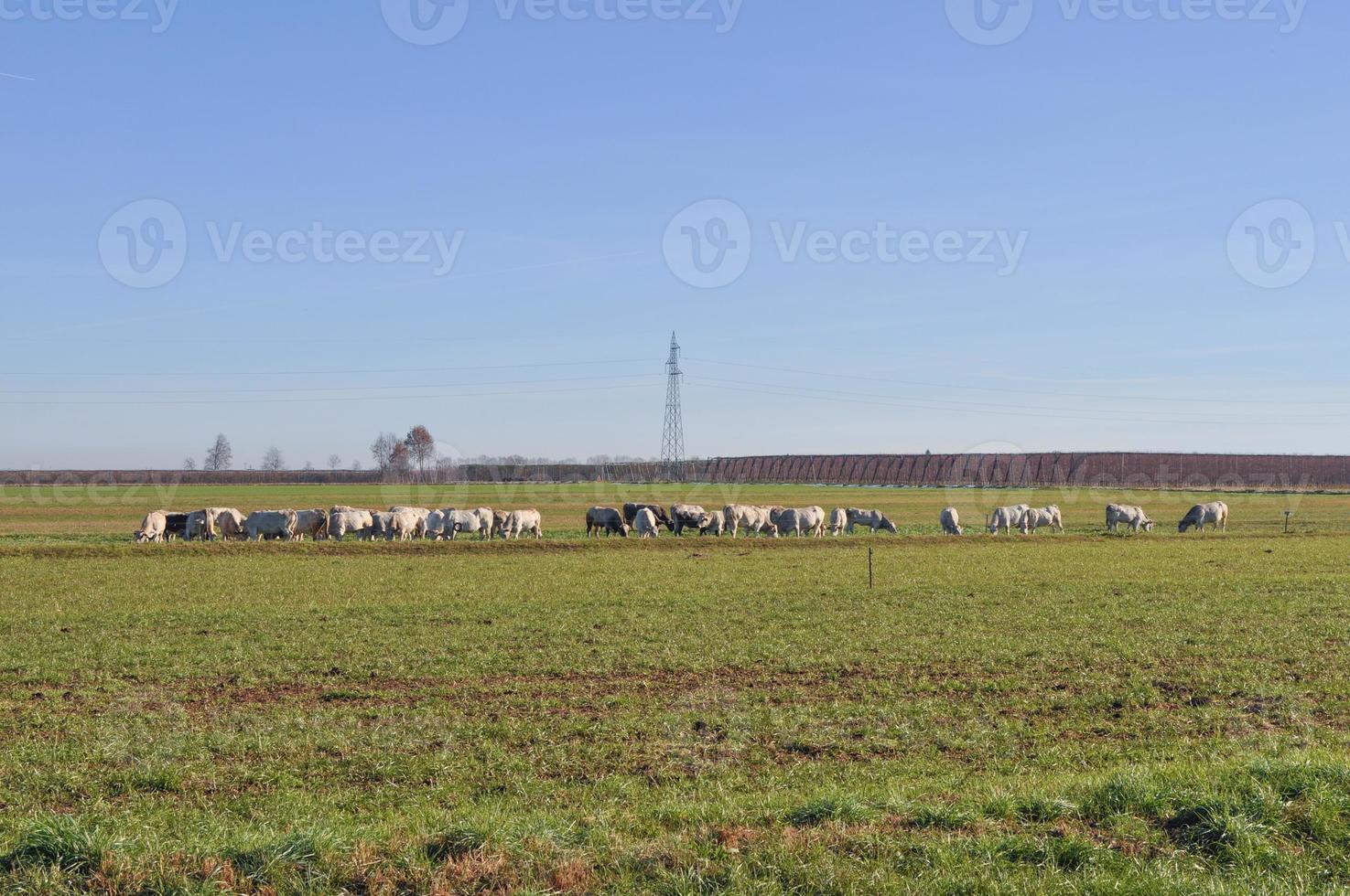 bovins vaches dans l'herbe dans un pré photo