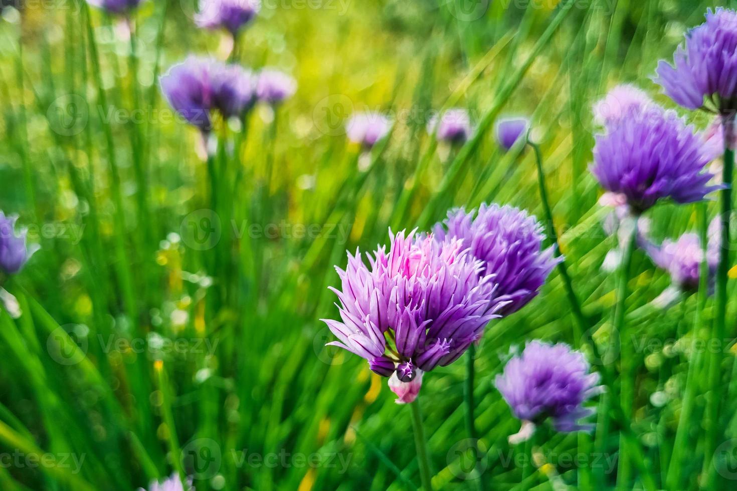 fleur d'oignon violet gros plan. fond naturel. ciboulette croissante dans le jardin. photo