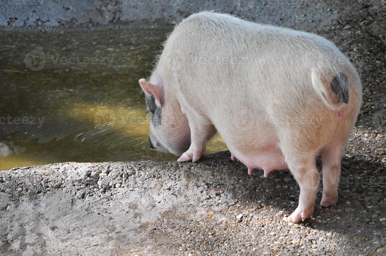 animalia du règne porcin, phylum chordata, classe mammalia theria coupé photo