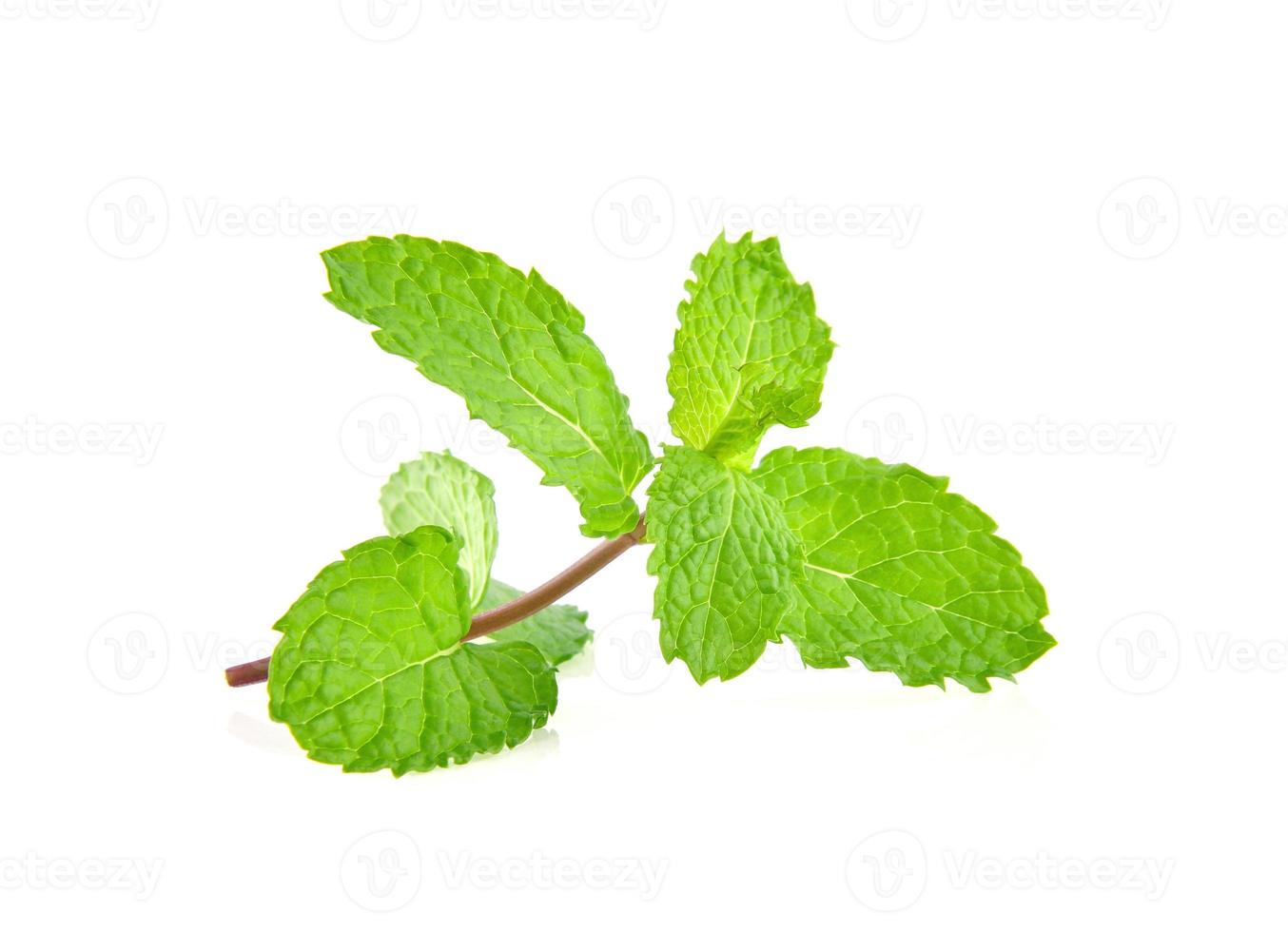 feuilles de menthe isolés sur fond blanc. photo