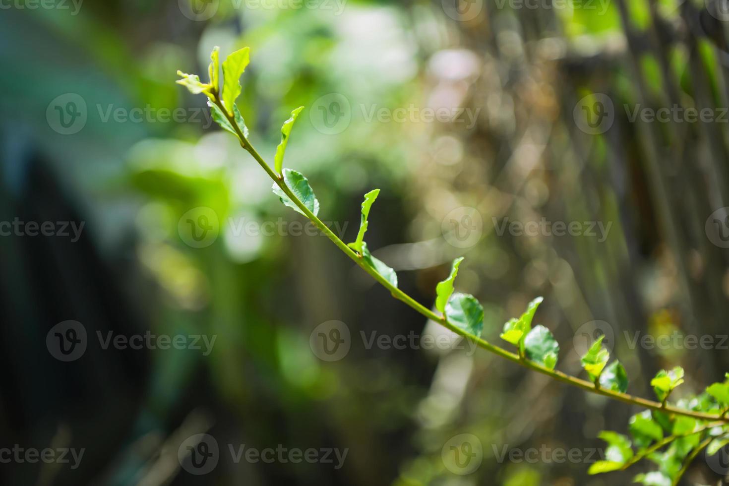 vue rapprochée sur la nature de la feuille verte sur fond de verdure floue photo