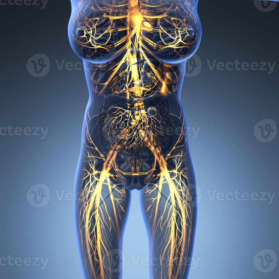 science anatomie du corps humain en rayons x avec des vaisseaux sanguins brillants photo