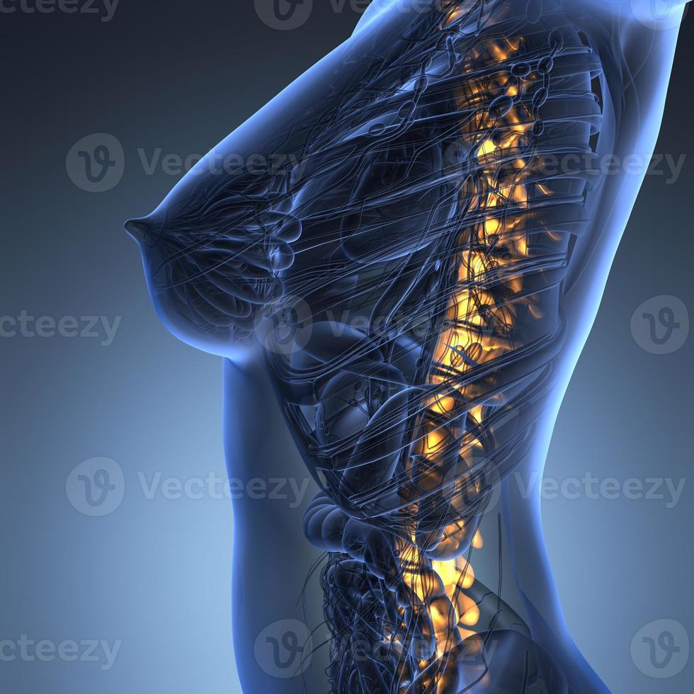 mal de dos humain et mal de dos avec un squelette du haut du torse montrant la colonne vertébrale et la colonne vertébrale photo