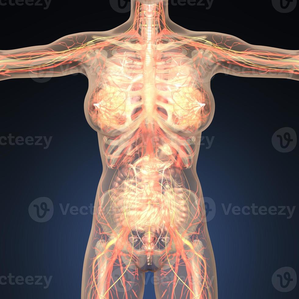 anatomie des organes humains avec des os dans un corps transparent photo
