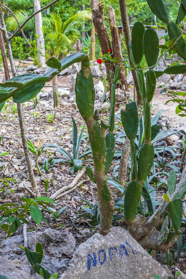 cactus tropicaux plantes de cactus jungle naturelle puerto aventuras mexique. photo