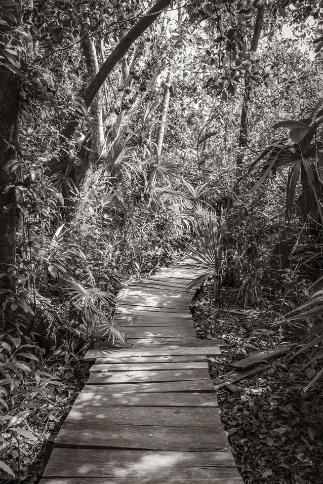 jungle tropicale plantes arbres sentiers pédestres en bois sian kaan mexico. photo