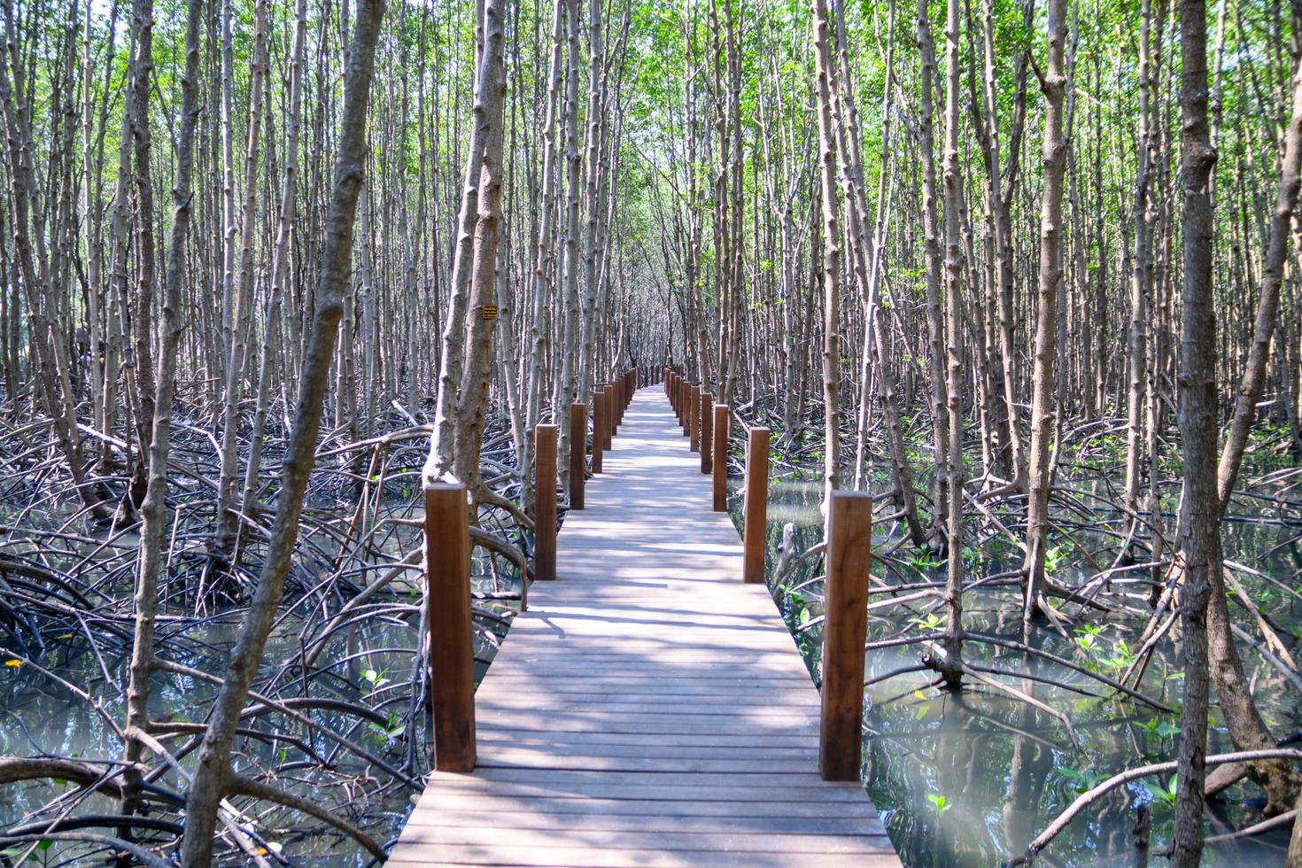 reflet de la forêt de mangrove dans le lac photo