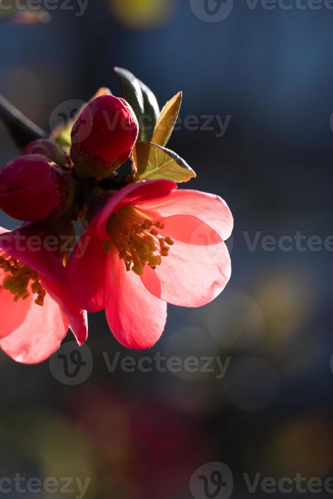 fleur de rose musquée rose rosaceae pendant le coucher du soleil photo