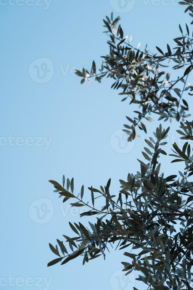 branches d'olivier contre le ciel bleu à la verticale photo