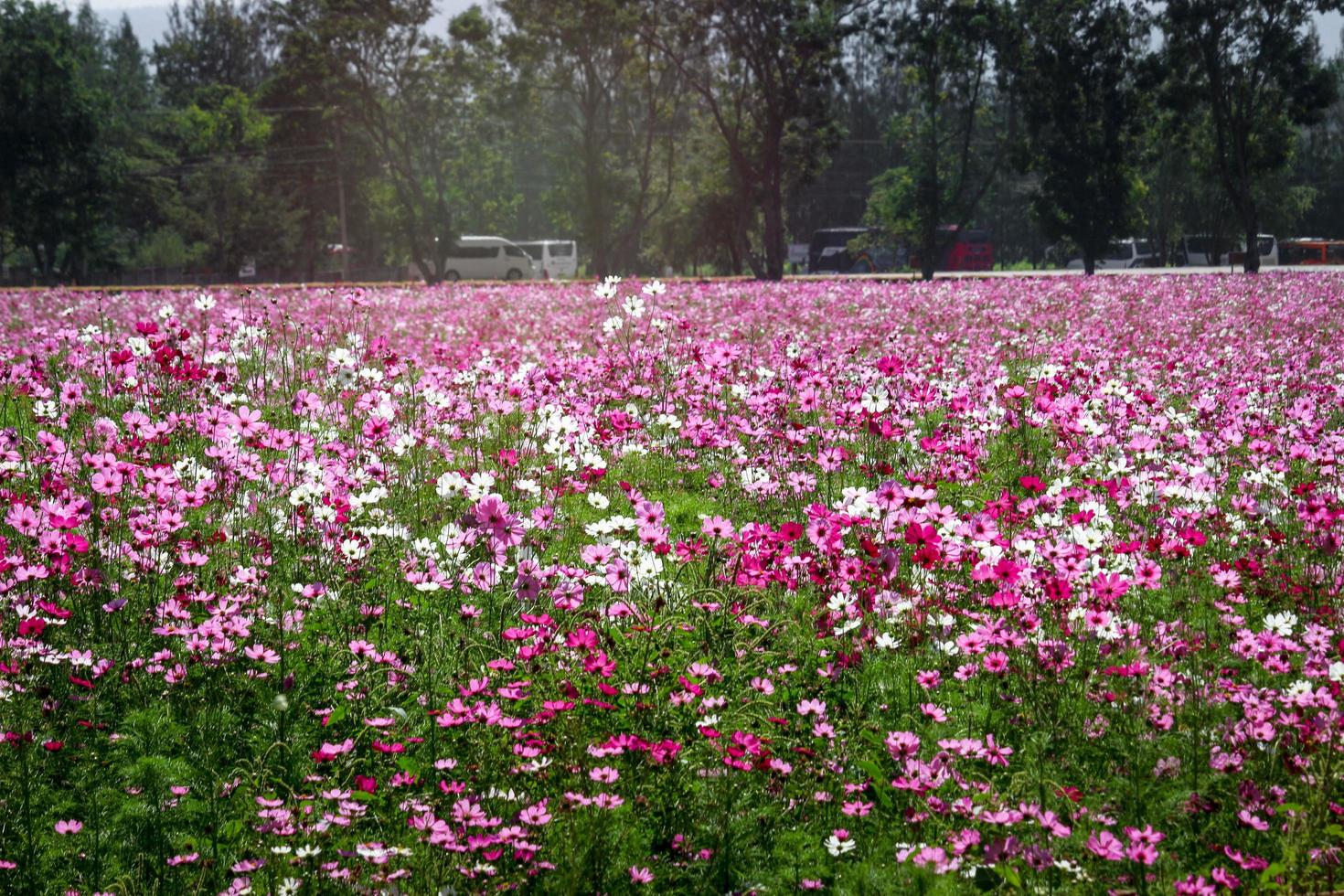 fleur de cosmos rose champ de fleurs de cosmos en fleurs, belle image de parc extérieur de jardin d'été naturel vif. photo