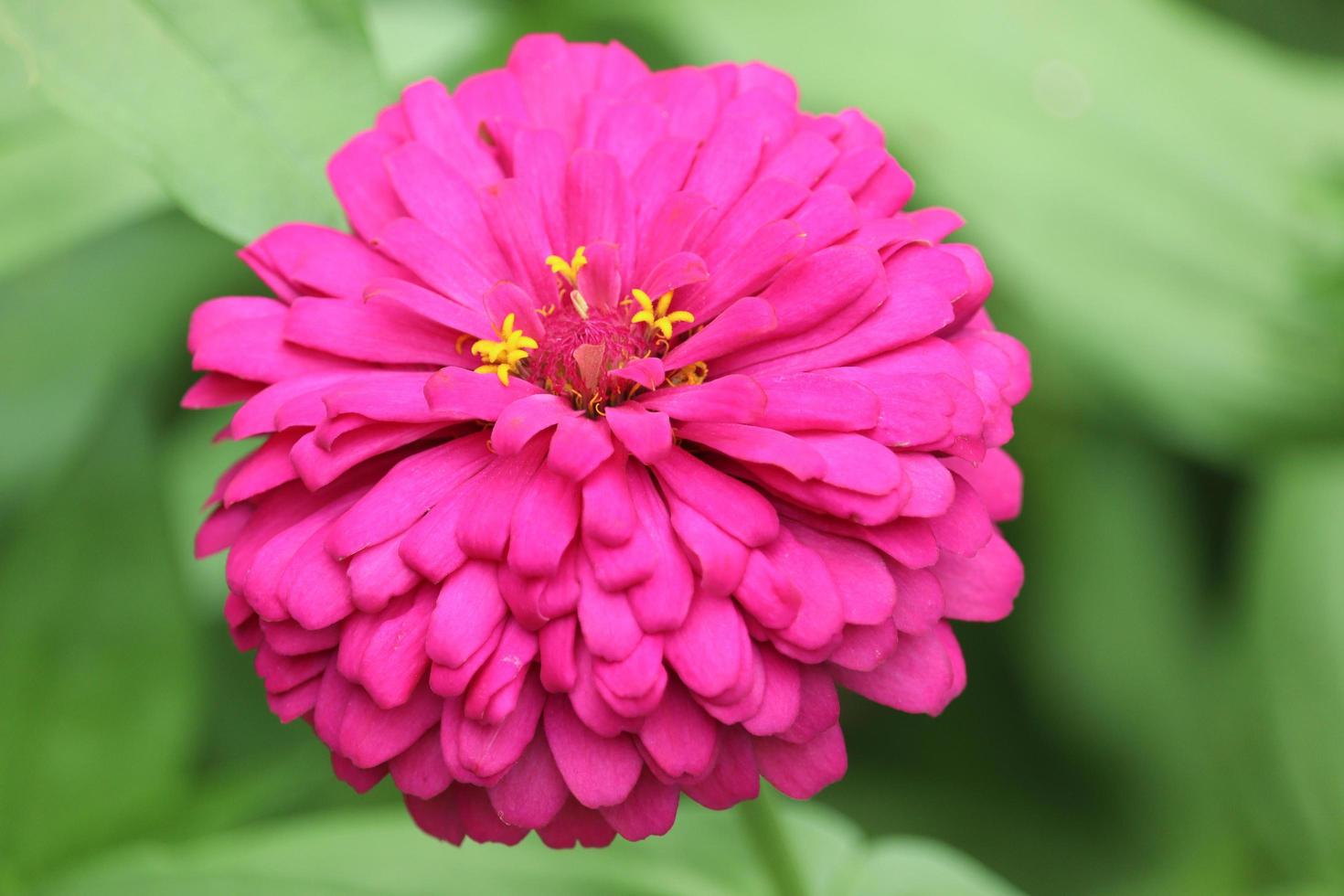 beau zinnia rose pourpre vif qui fleurit dans le jardin de champ de fleurs d'été. photo