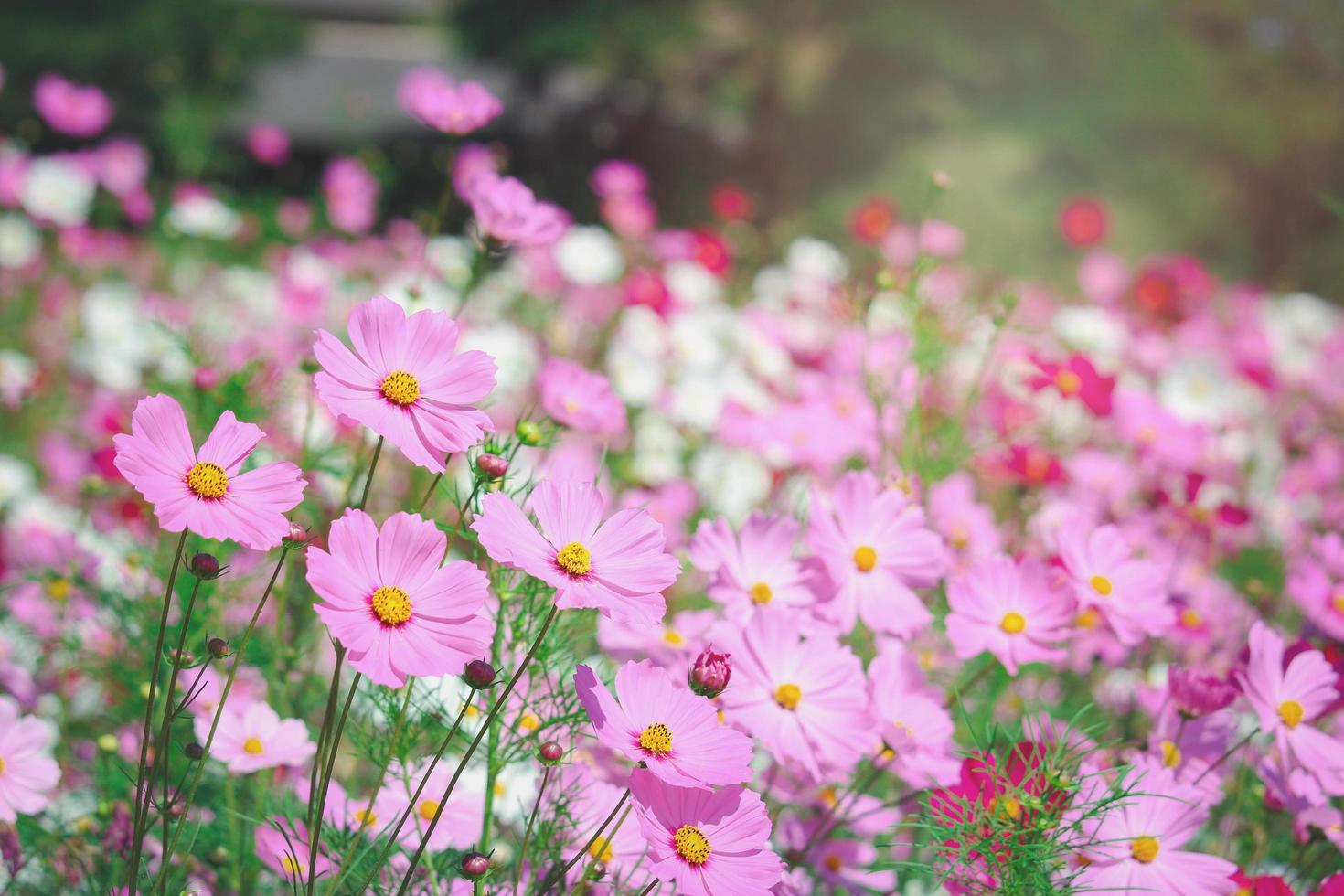 fleur de cosmos rose champ de fleurs de cosmos en fleurs, belle image de parc extérieur de jardin d'été naturel vif. photo