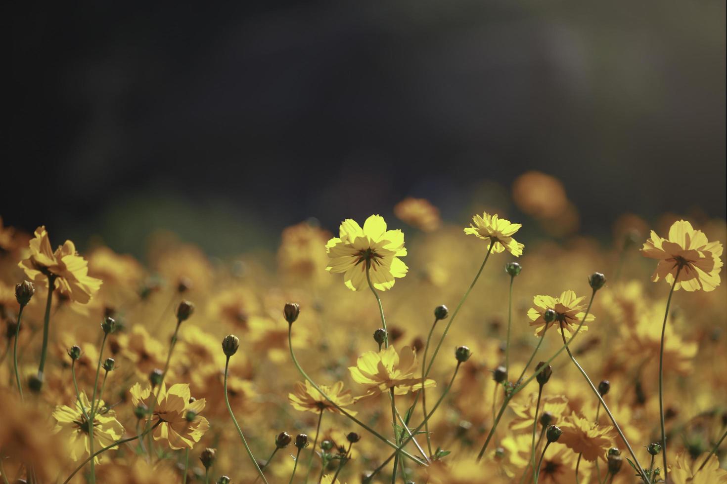 fleur de cosmos orange et jaune champ de fleurs de cosmos en fleurs, belle image de parc extérieur de jardin d'été naturel vif. photo