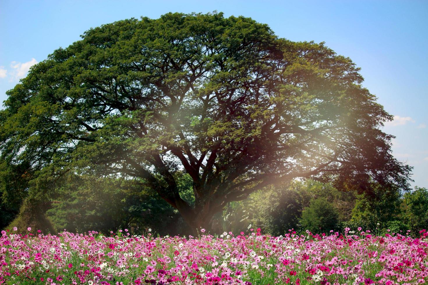 fleur de cosmos rose champ de fleurs de cosmos en fleurs, belle image de parc extérieur de jardin d'été naturel vif à la ferme de jim thompson à nakornratchasrima, thaïlande photo