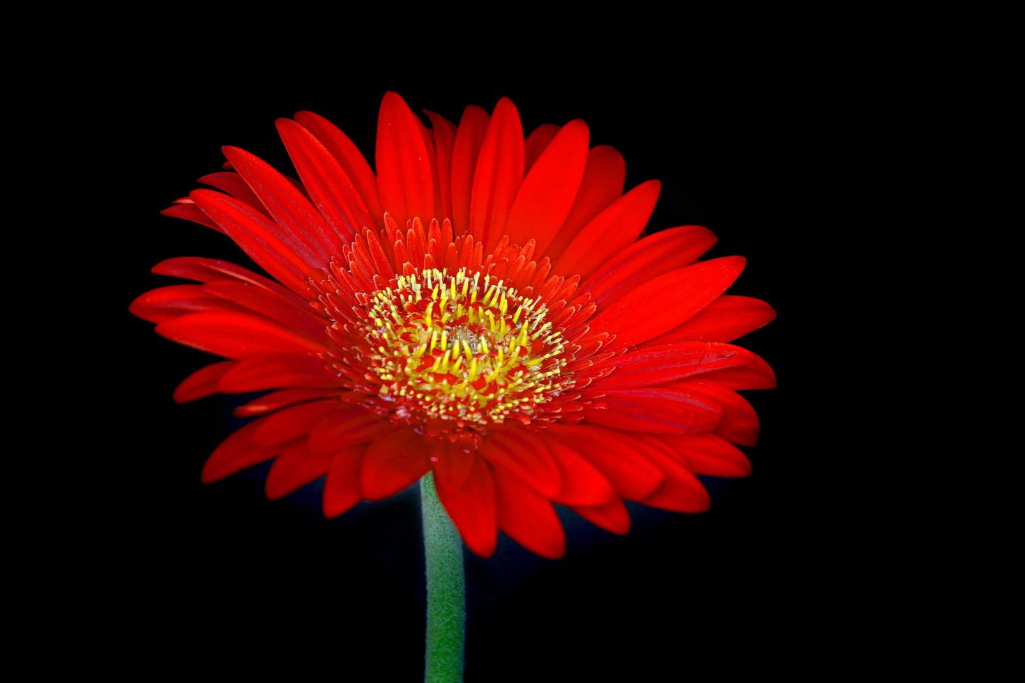 gros plan de la belle fleur de gerbera rouge foncé qui fleurit sur fond noir photo