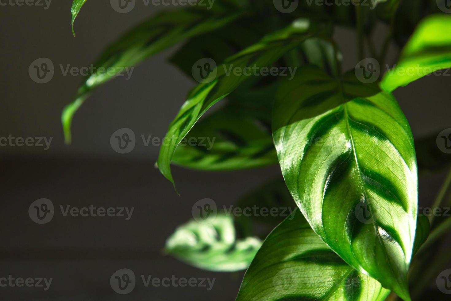 calathea leopardina motif vert feuille gros plan. plantes d'intérieur en pot, décoration intérieure verte, soins et culture, variété de marantacées. photo