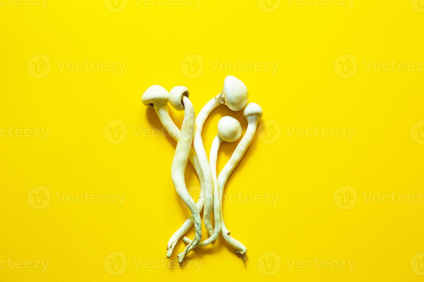 champignons psilocybine séchés sur fond jaune, variété psilocybe cubensis rasta blanc. culture, création de conditions. microdosage, trip psychédélique, récréation et changement de conscience photo