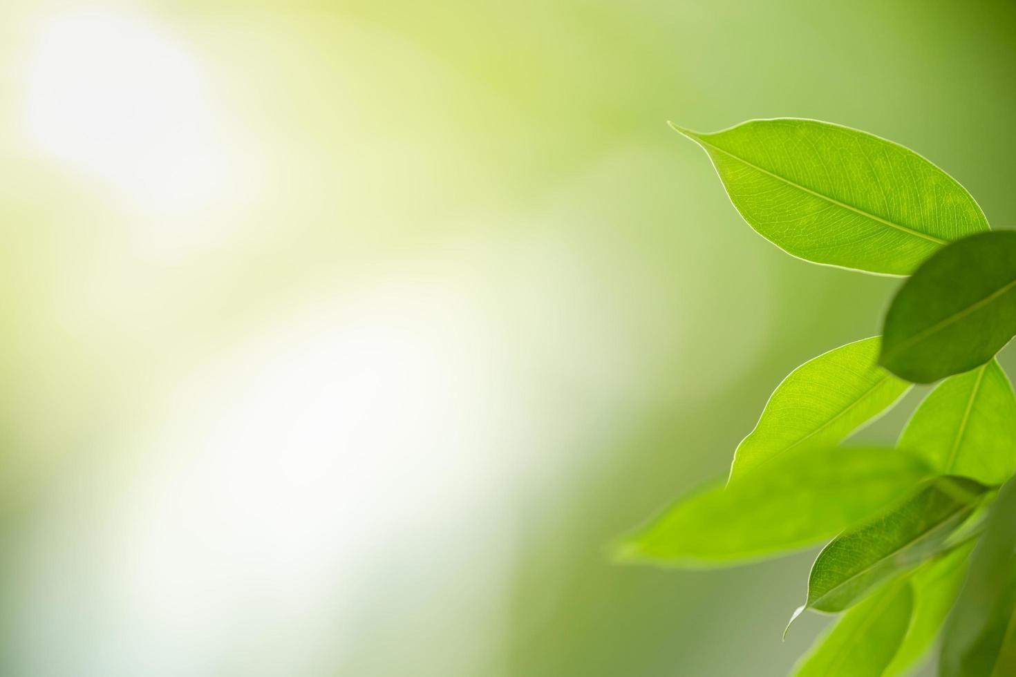 gros plan de la vue sur la nature feuille verte sur fond de verdure floue sous la lumière du soleil avec bokeh et espace de copie en utilisant comme arrière-plan paysage de plantes naturelles, concept de papier peint écologique. photo