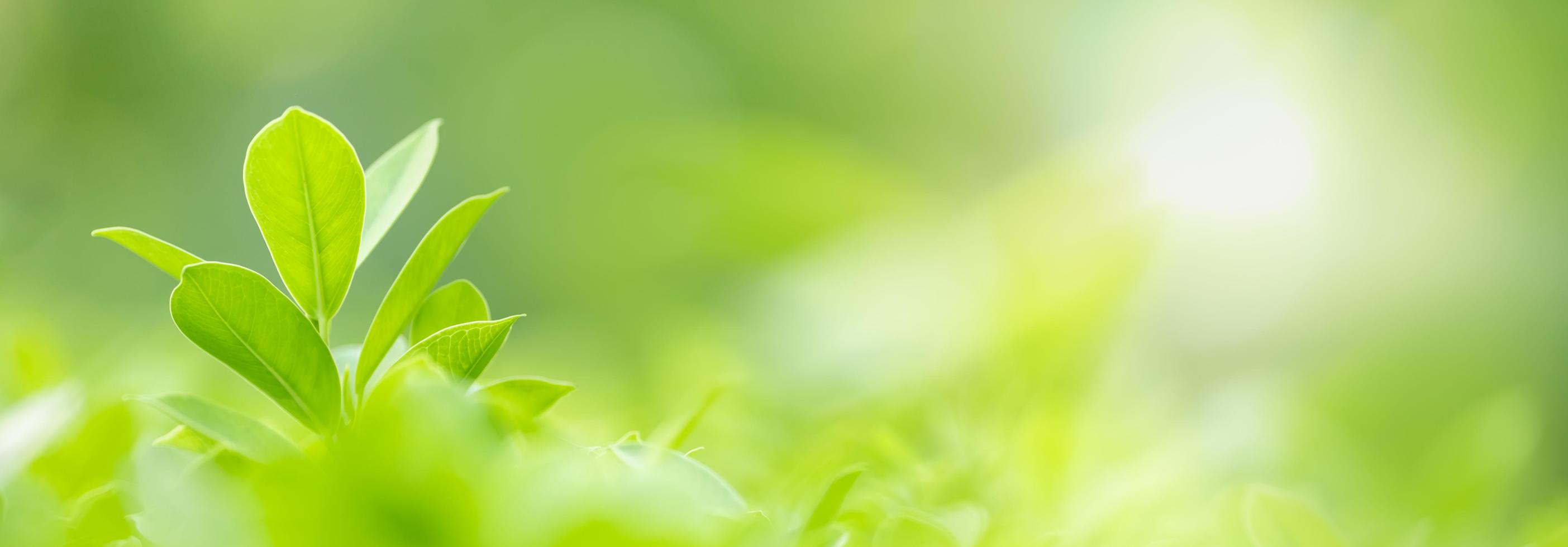 gros plan de la vue sur la nature feuille verte sur fond de verdure floue sous la lumière du soleil avec bokeh et espace de copie en utilisant comme arrière-plan paysage de plantes naturelles, concept de couverture écologique. photo