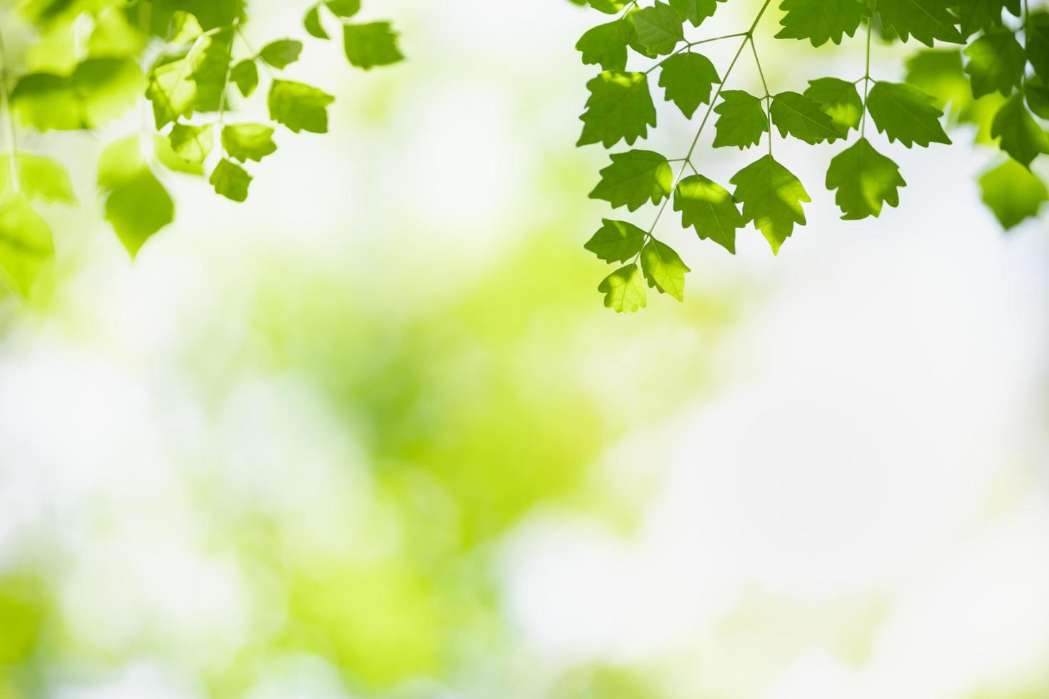 gros plan de la vue sur la nature feuille verte sur fond de verdure floue sous la lumière du soleil avec bokeh et espace de copie en utilisant comme arrière-plan paysage de plantes naturelles, concept de papier peint écologique. photo