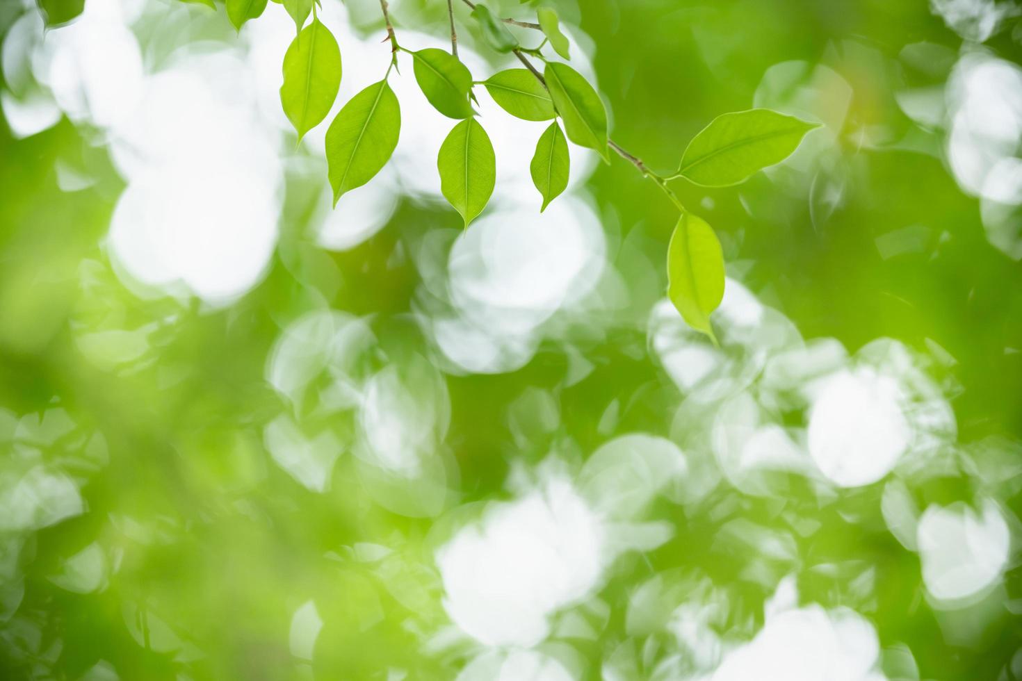 gros plan de la vue sur la nature feuille verte sur fond de verdure floue sous la lumière du soleil avec bokeh et espace de copie en utilisant comme arrière-plan paysage de plantes naturelles, concept de papier peint écologique. photo