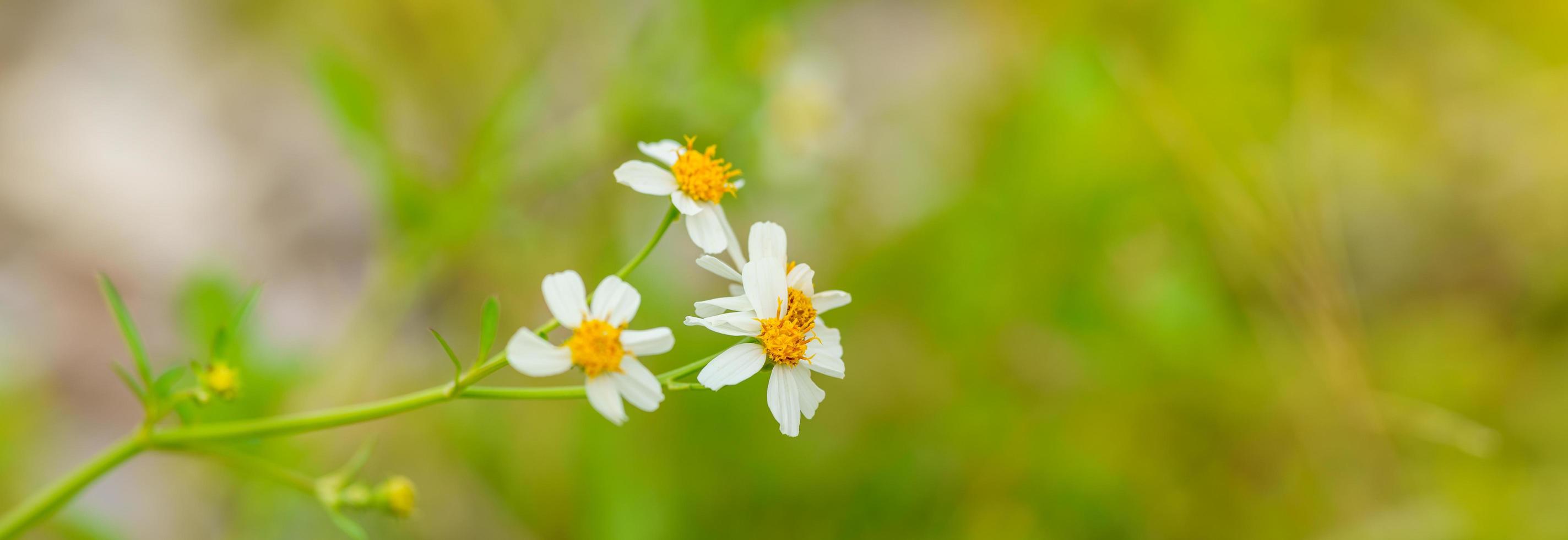 gros plan de mini fleur blanche avec du pollen jaune sous la lumière du soleil avec espace de copie en utilisant comme arrière-plan paysage de plantes naturelles vertes, concept de page de garde écologique. photo