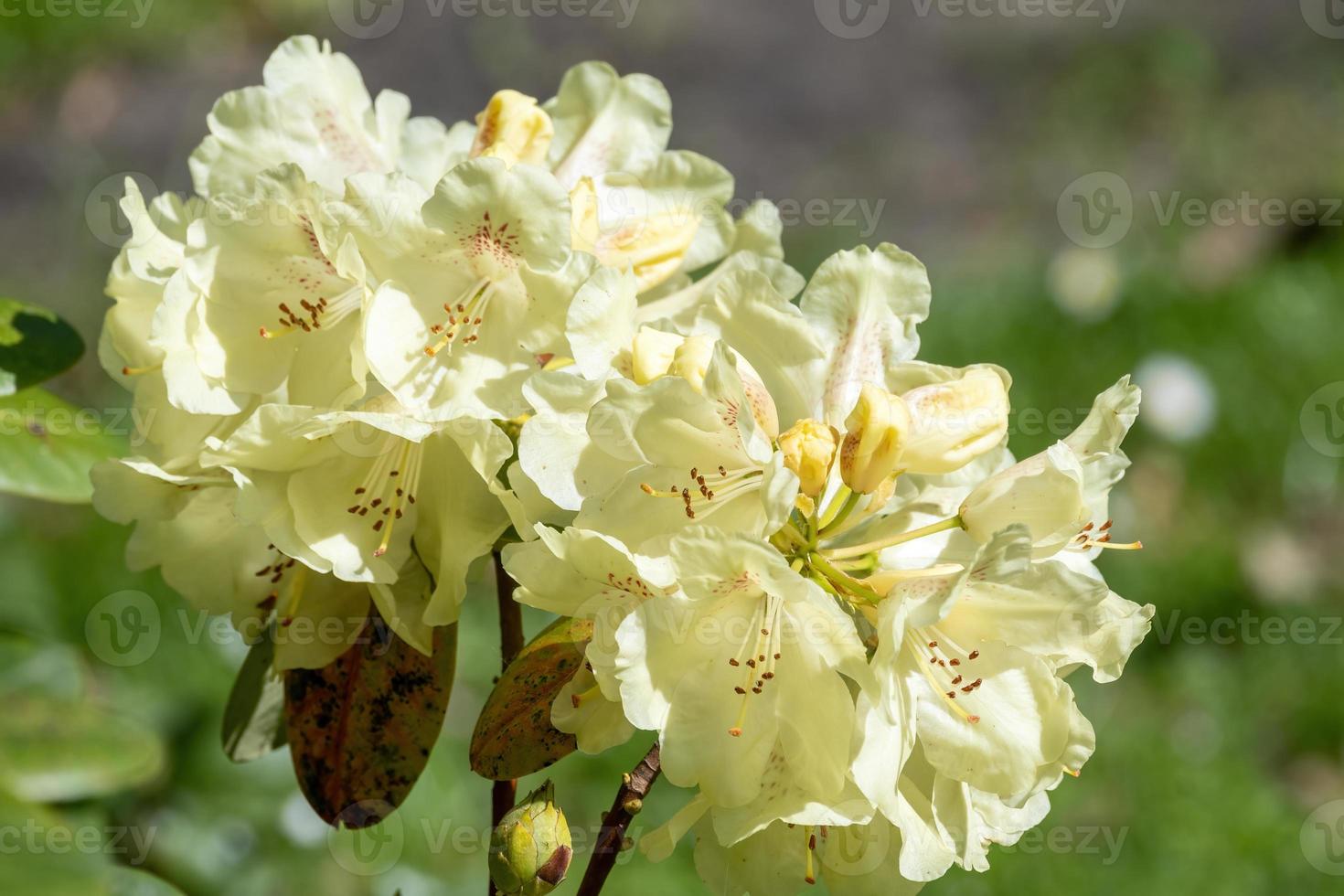 rhododendron à fleurs jaunes au soleil photo