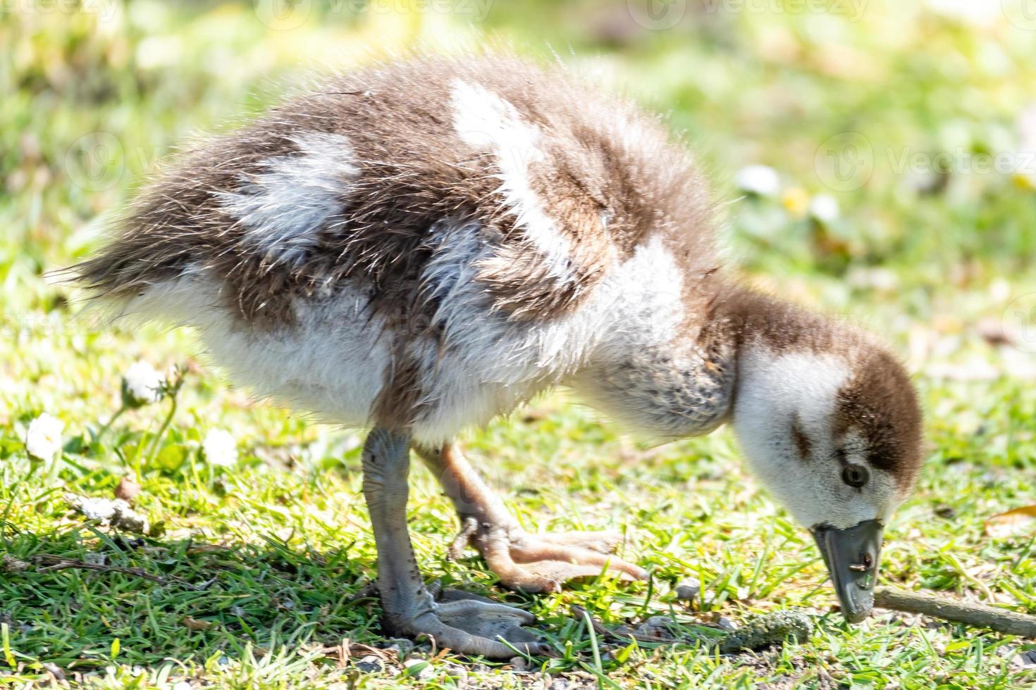 poussins d'une oie se nourrissant au soleil photo