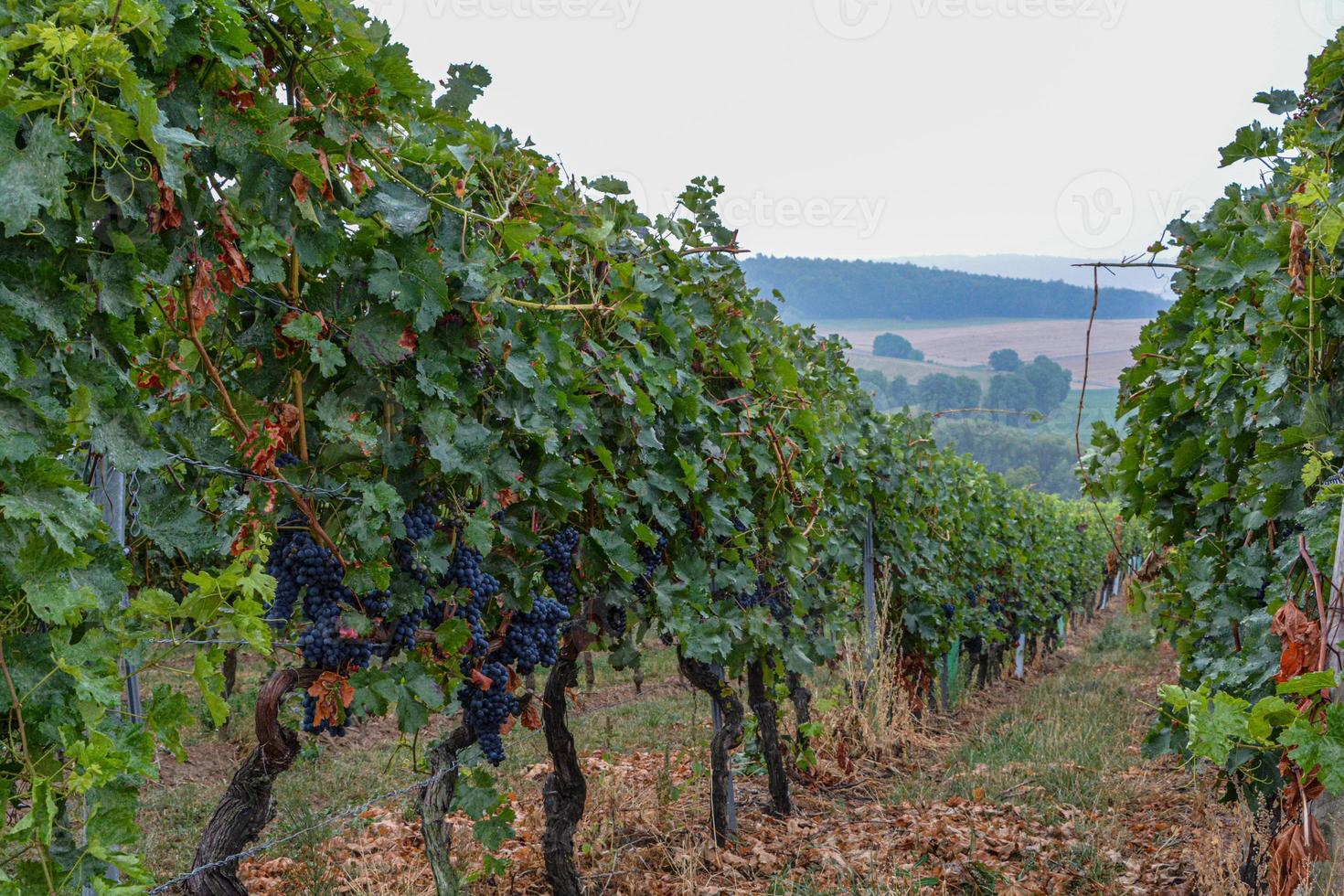 vignoble au printemps photo